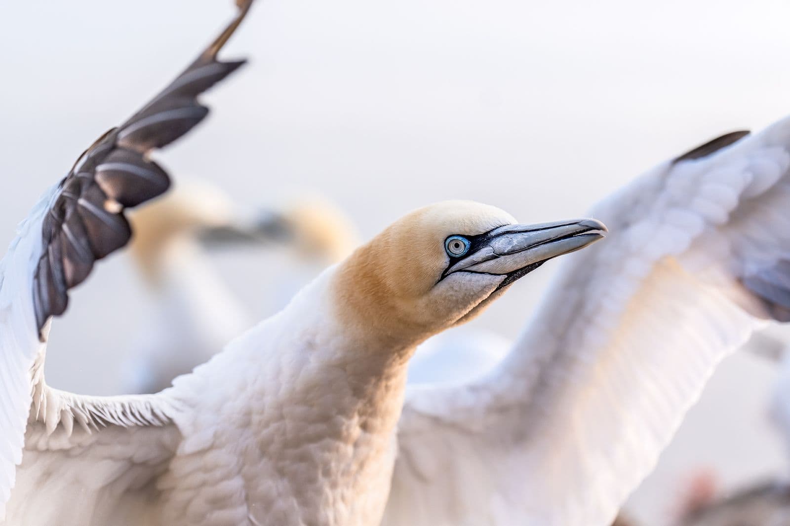 Helgoland Extra insatt