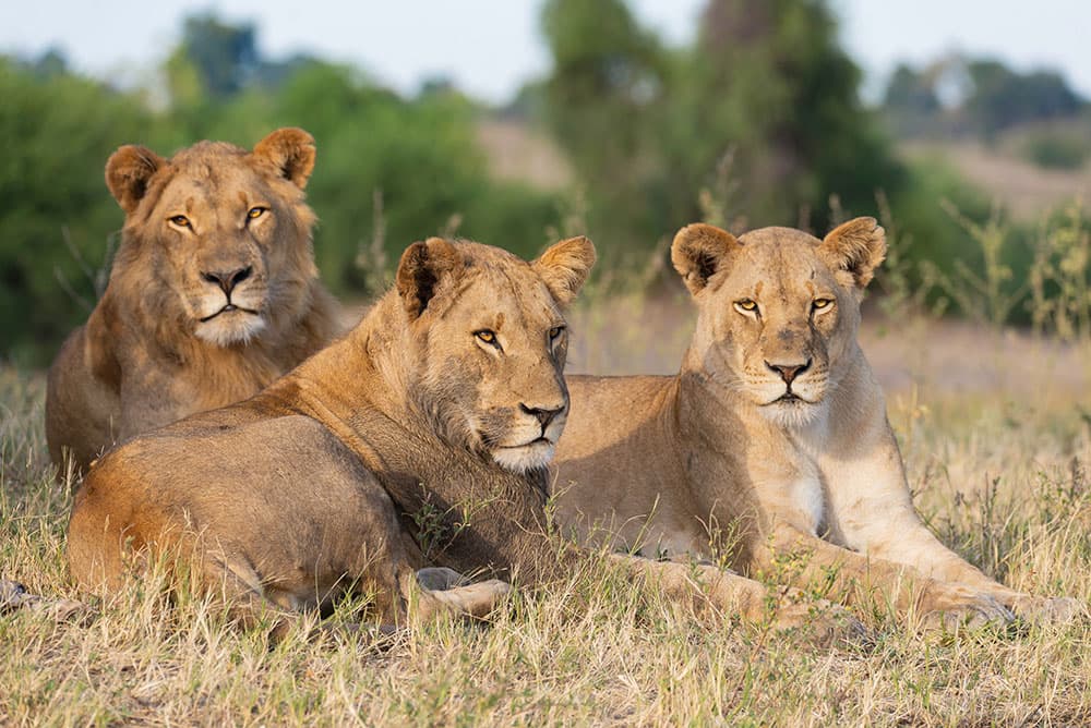 Afrikanskt lejon (Panthera leo)