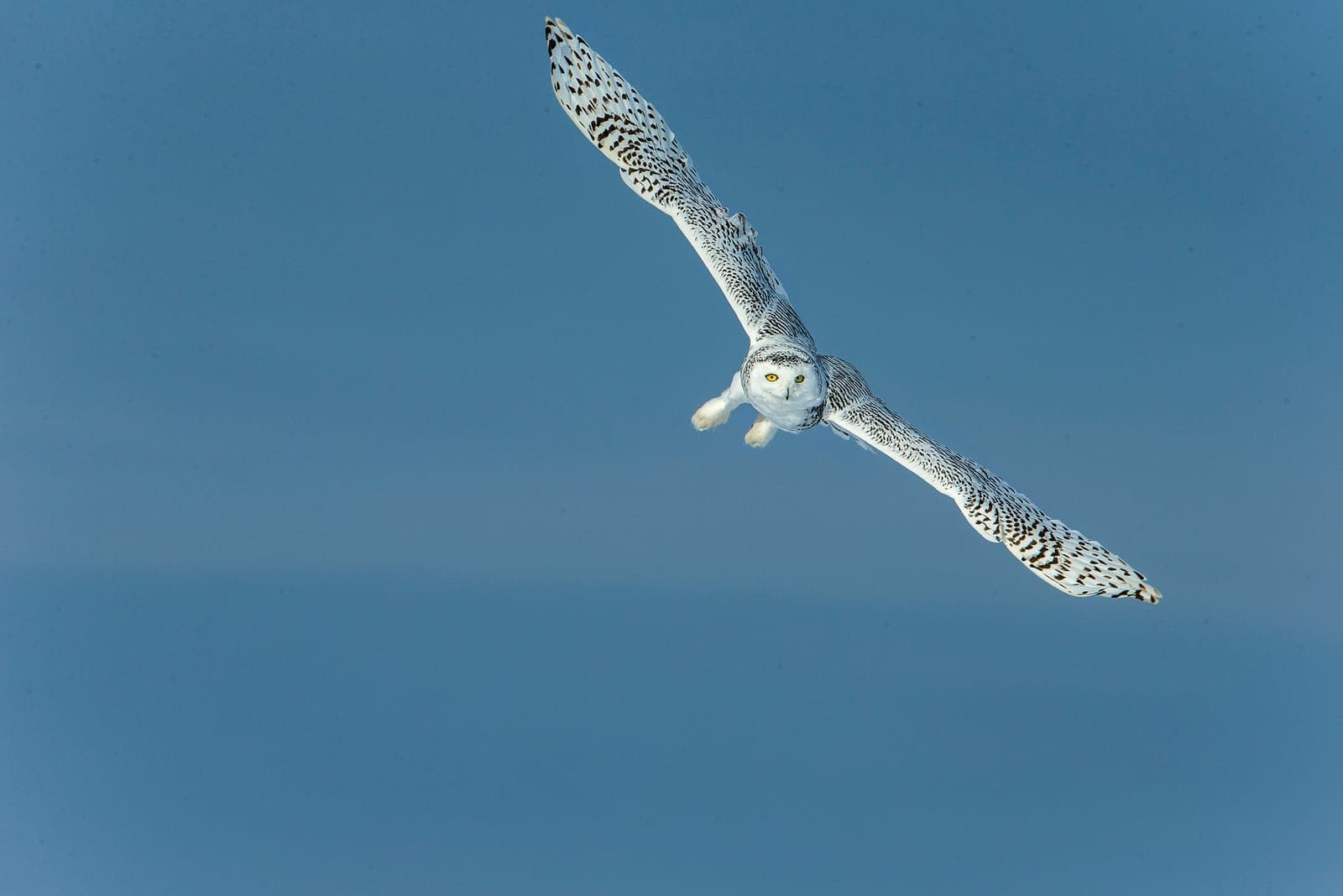 Fjälluggla (Strix nebulosa)