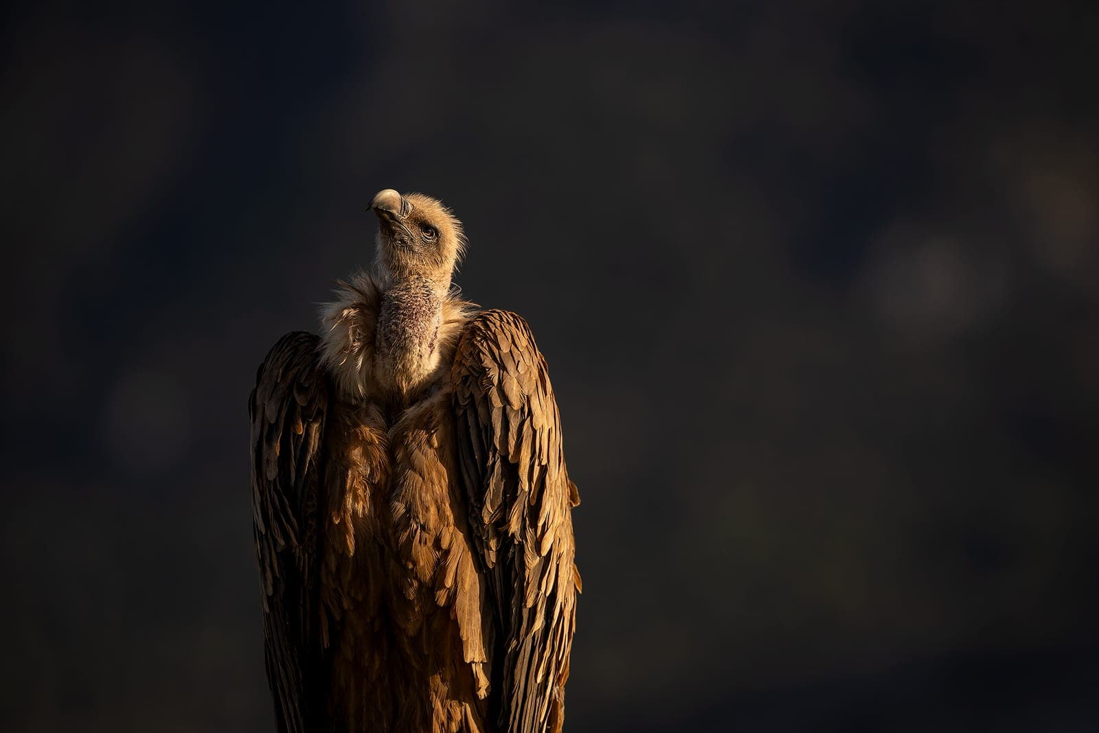 Gåsgam (Gyps fulvus)