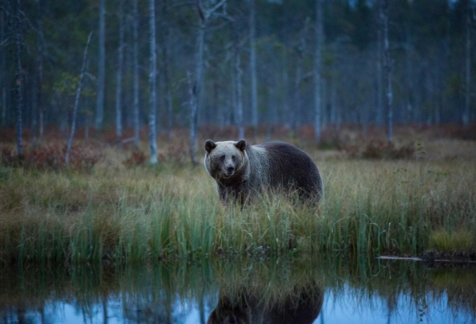 Brunbjörn (Ursus arctos)