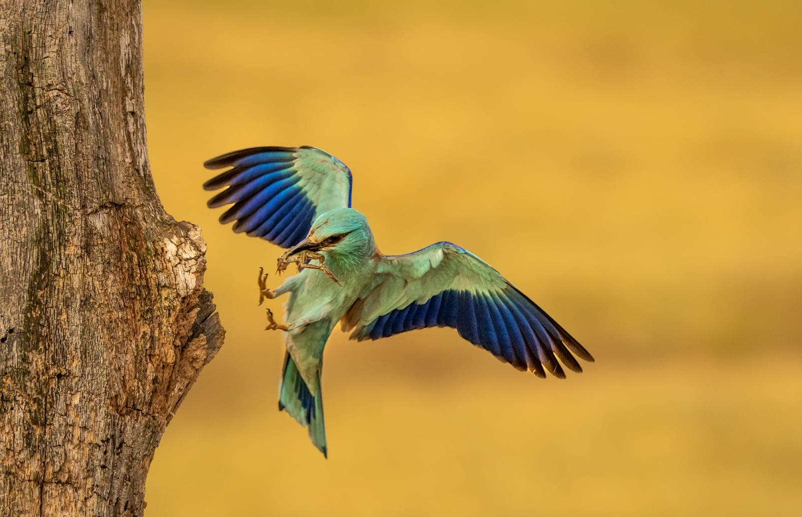 Blåkråka (Coracias garrulus)