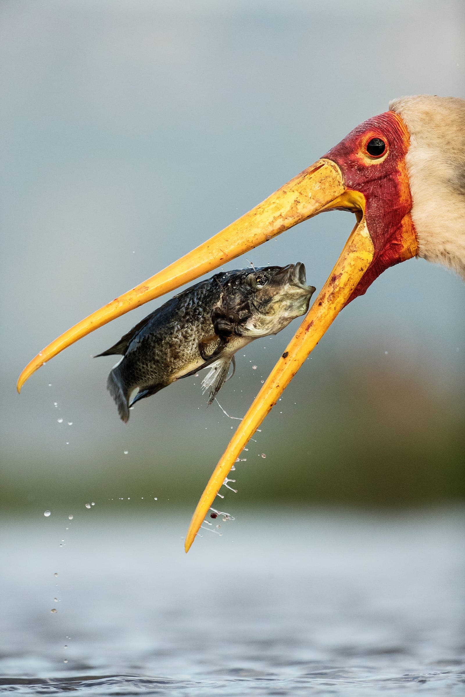 Fågelfoto på vattennivå