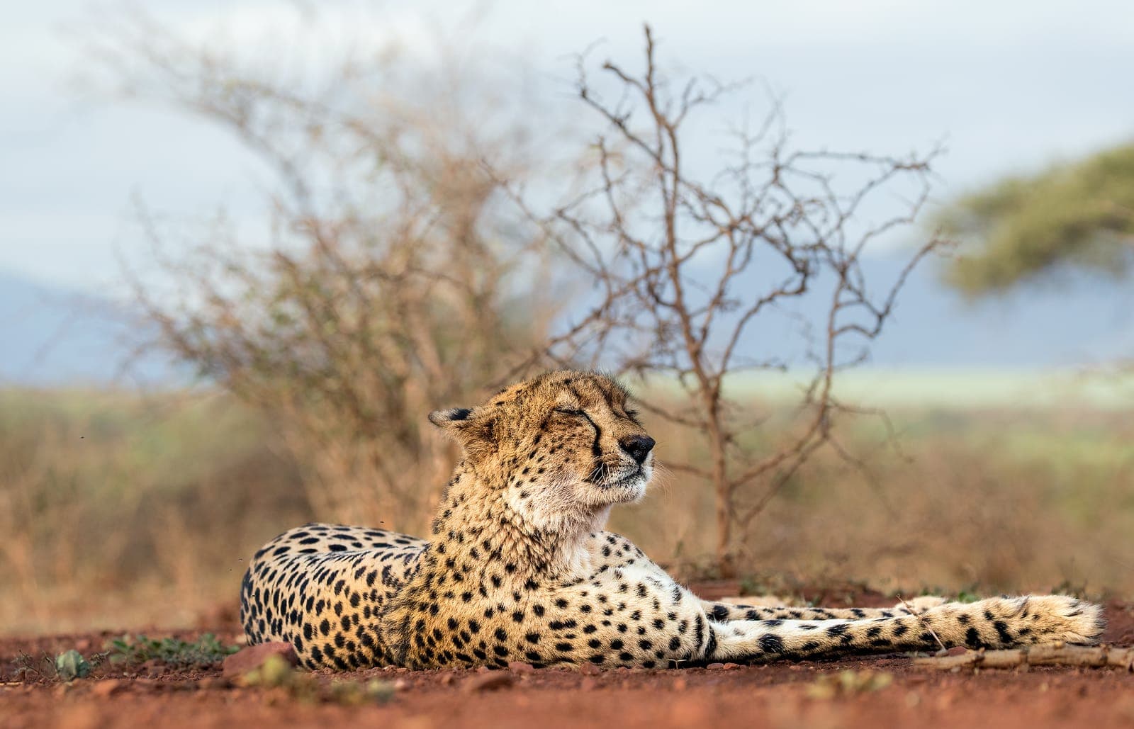 Safari i specialfordon
