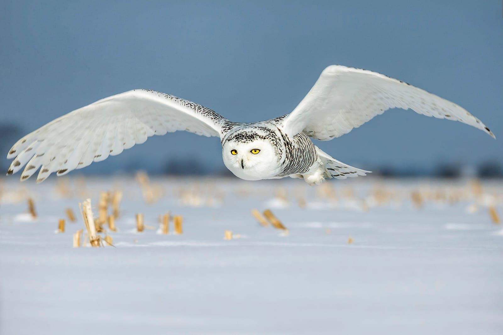 Fotografera ugglor och rovfåglar vintertid – tips för naturfoto i snö och kyla