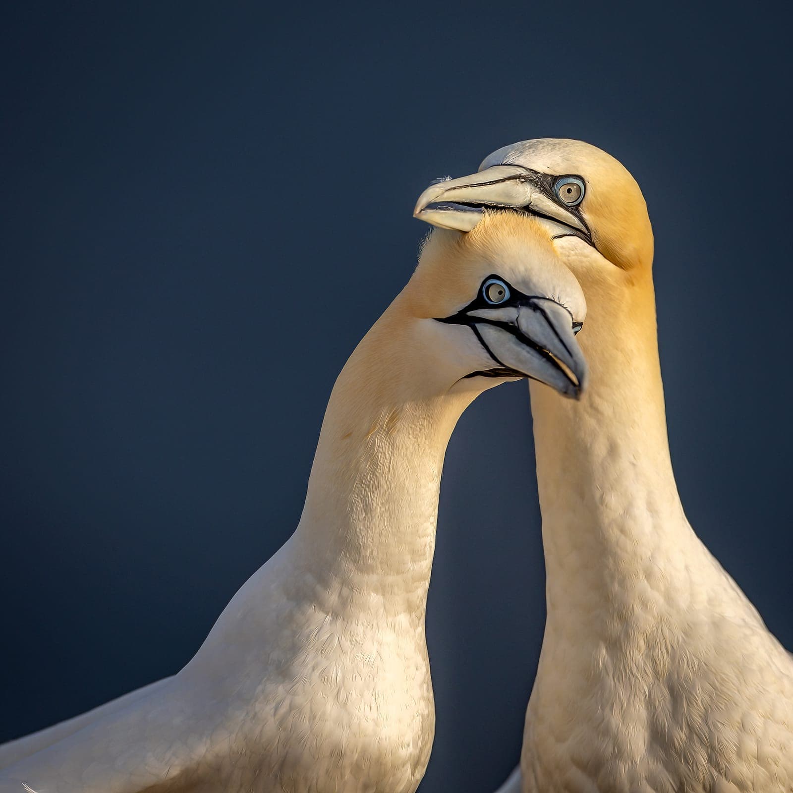 Helgoland juni 2027 extrainsatt