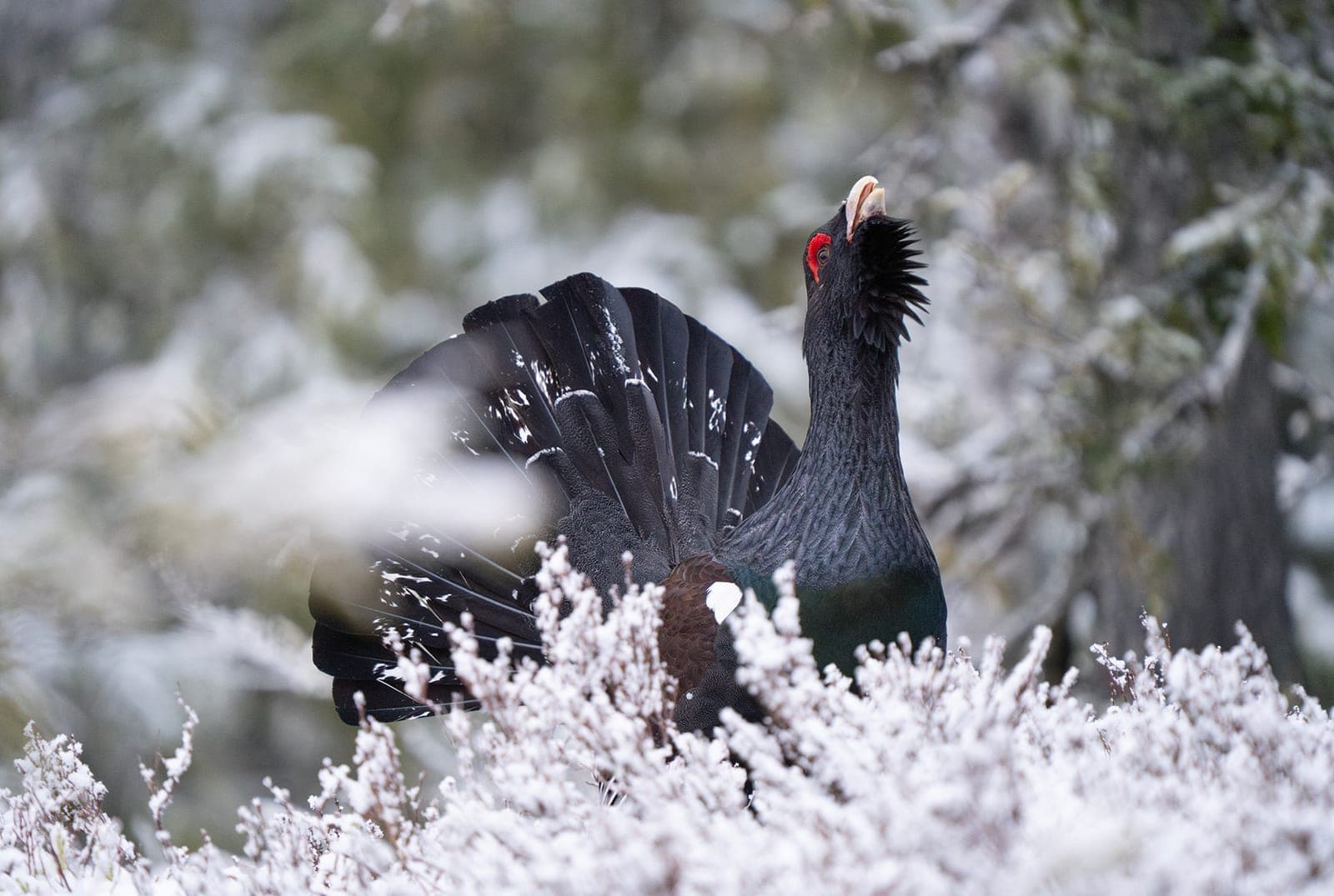 Rätt kamerautrustning för din fotoresa – guide för naturfotografer