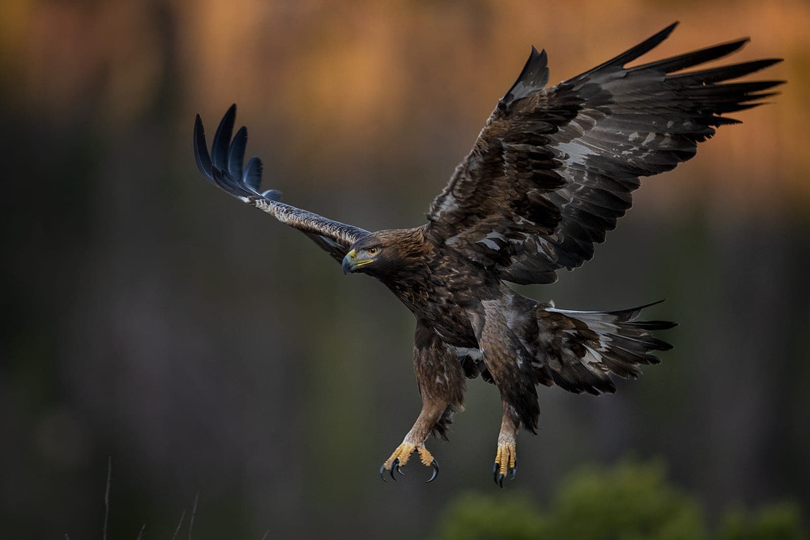 Fotografera havsörn och kungsörn i Skandinavien – bästa platserna och tekniken