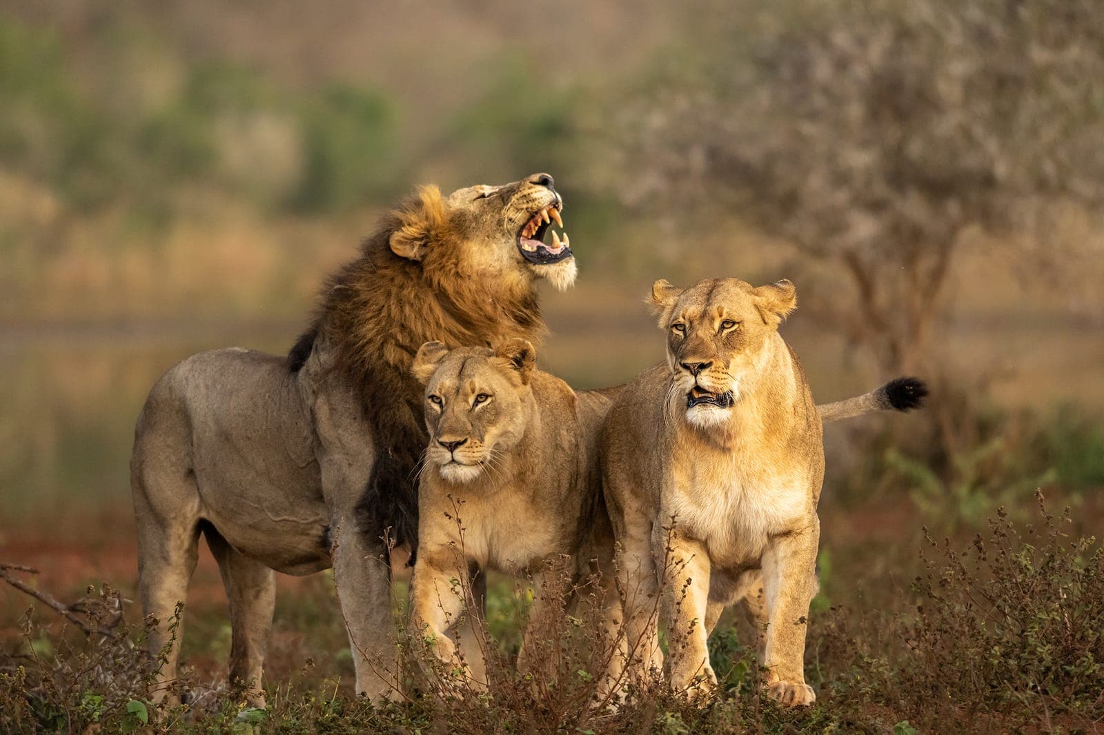 Wildlife Filming Safaris